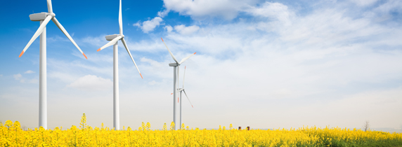 rapeseed field with wind turbines against a blue sky