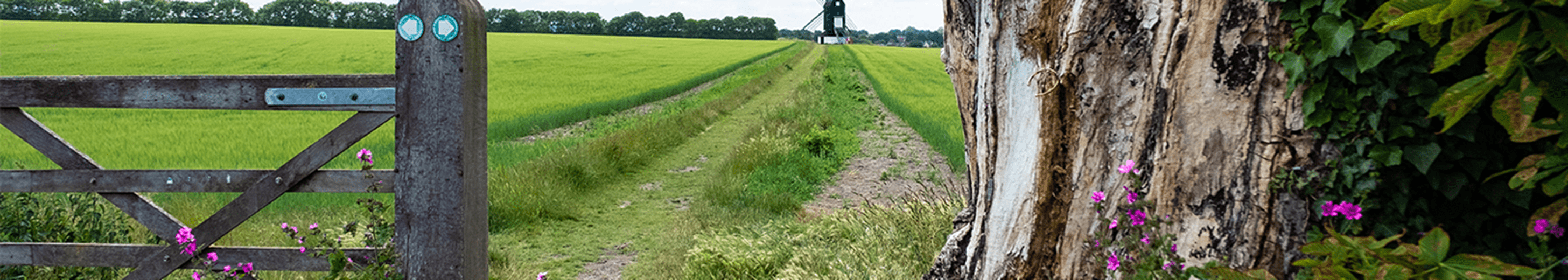 Green field with fence and tree in the forefront 