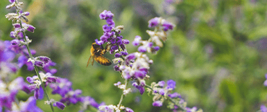 Biodiversity Net Gain