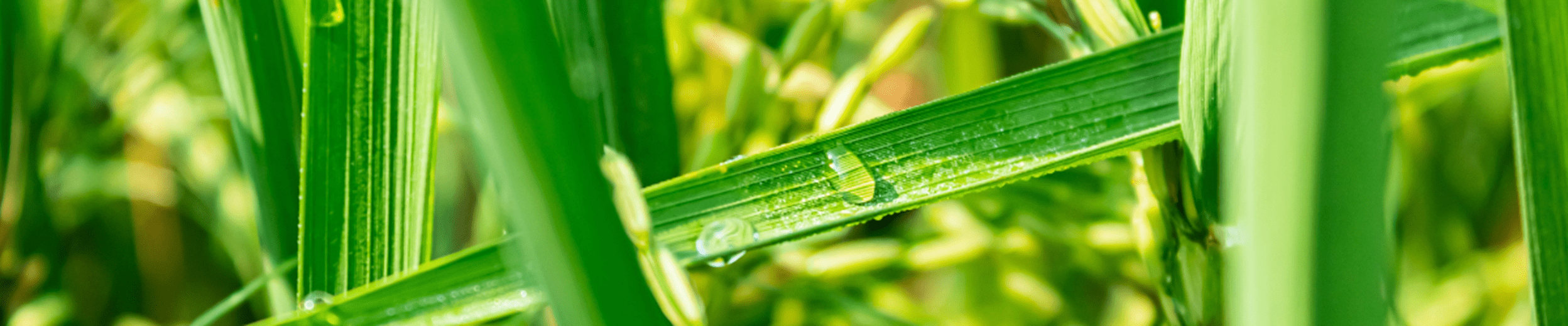 Grass with raindrops