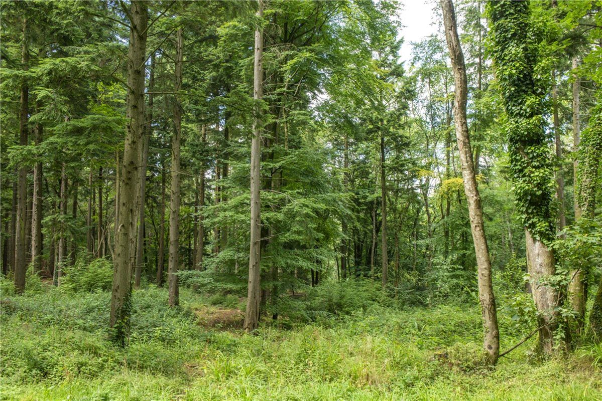 227 acres House, Buckland St. Mary, Chard TA20 - Available