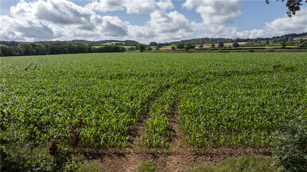 19.3 acres Land, Land At Spaxton, Bridgwater TA5 - Sold