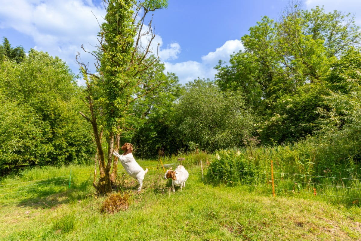 4 bedroom house, Cookbury Court, Cookbury EX22 - Available