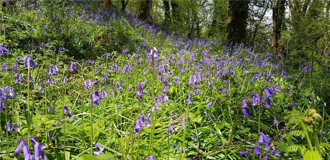 4 bedroom house, Cookbury Court, Cookbury EX22 - Available