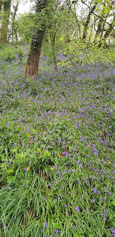 4 bedroom house, Cookbury, Holsworthy EX22 - Available