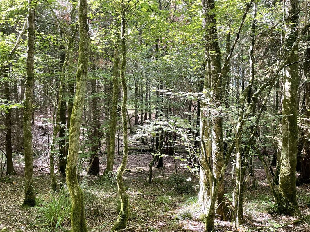 25.5 acres Land, Blake's Copse and Whitford Copse, Corfe TA3 - Sold STC