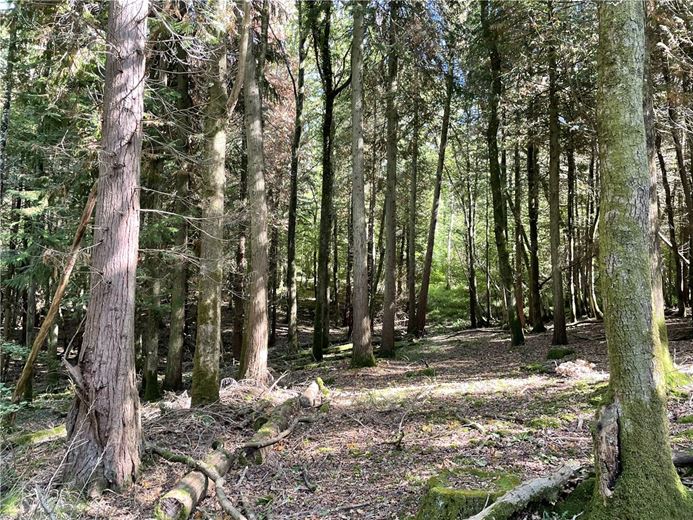 25.5 acres Land, Blake's Copse and Whitford Copse, Corfe TA3 - Sold STC