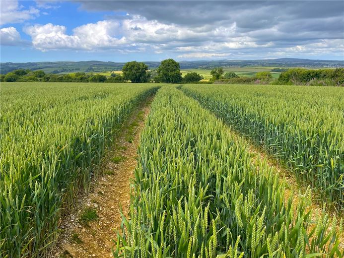 19.8 acres Land, East Taphouse, Liskeard PL14 - Sold