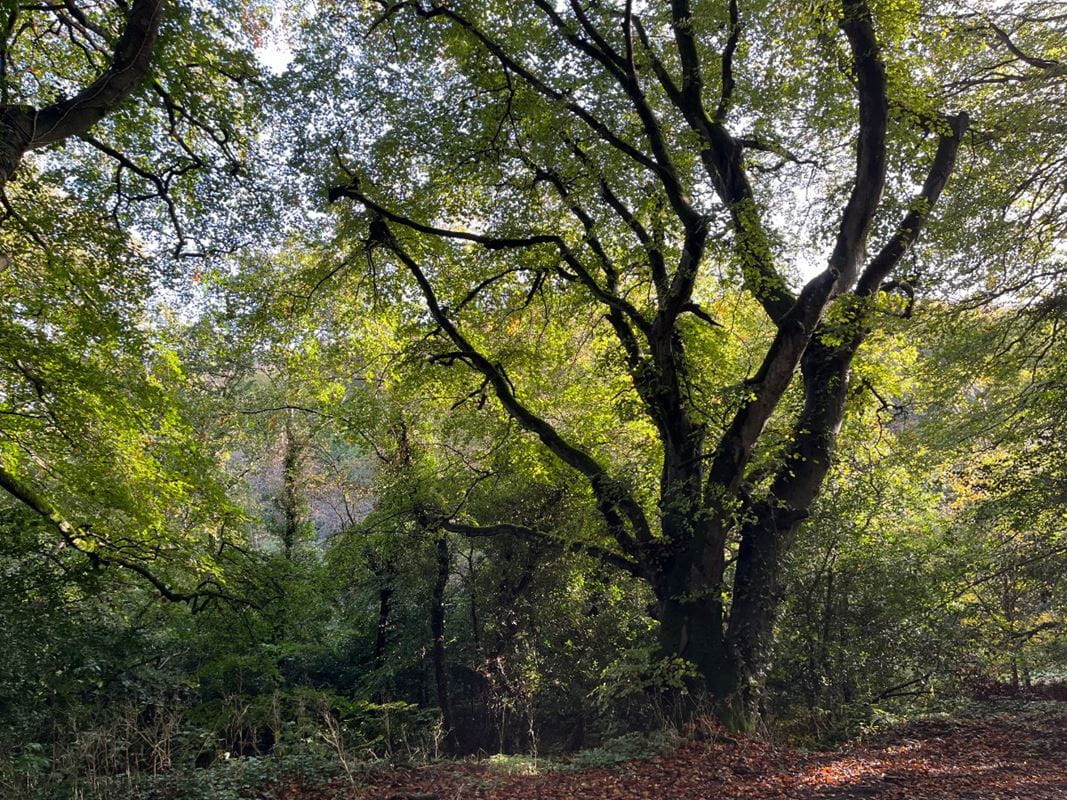 70.7 acres Land, Zelah, Truro TR4 - Sold