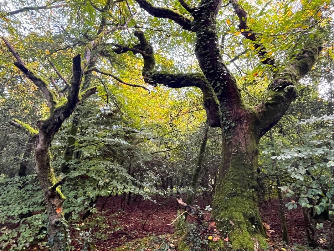 70.7 acres Land, Zelah, Truro TR4 - Sold