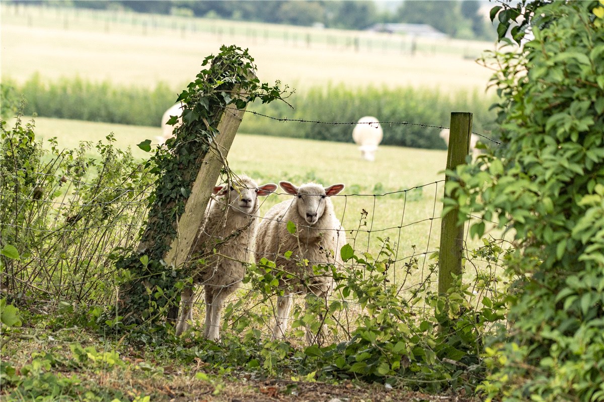 4 bedroom house, Crawley, Winchester SO21 - Sold